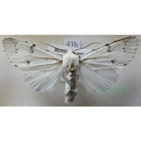 Acronicta leporina (Linnaeus, 1758) Wieczernica królica Czech43h